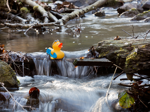 rubber duck floating on the flowing stream