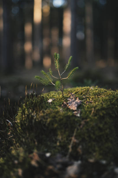 istock Young spruce (Picea abies) tree on the old stump covered by moss. Seedling forest is growing in good conditions. 1217440083