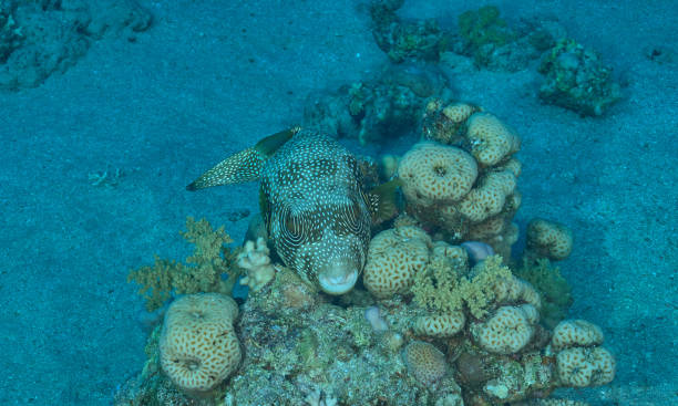 istock Puffy in the Red Sea 1217440290