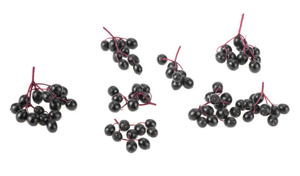 istock Fresh branches of elderberry isolated on a white background, top view. Sambucus (Elder or Elderberry). 1217440298
