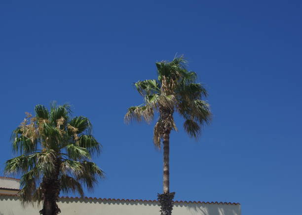 istock Coconut palm trees, beautiful tropical background. 1217440360