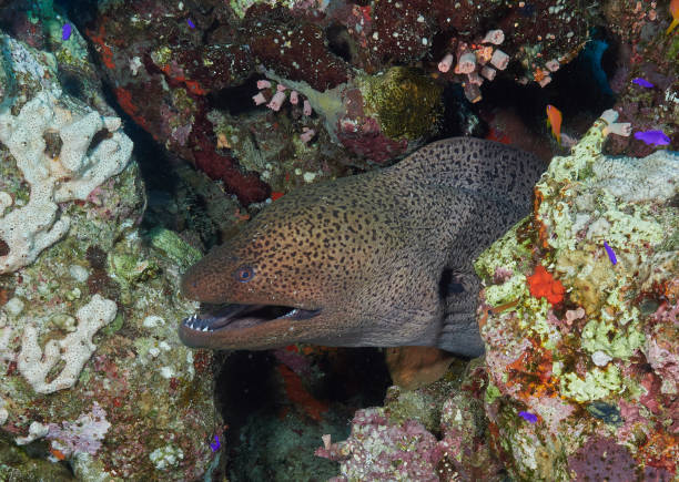istock Moray in the Red Sea 1217440382