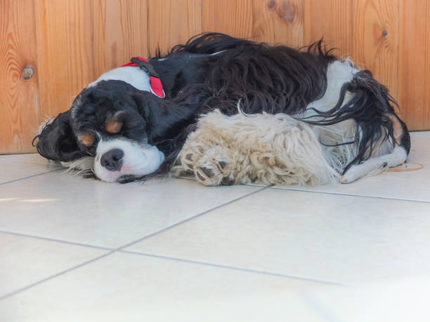 istock Adult cute tri-color American Cocker Spaniel 1217440666