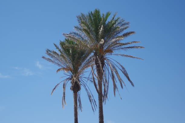 istock Coconut palm trees, beautiful tropical background. 1217440743