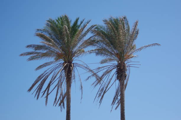 istock Coconut palm trees, beautiful tropical background. 1217440750