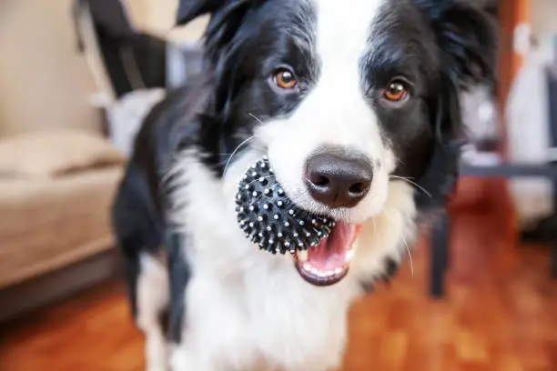 Photo of Funny portrait of cute smilling puppy dog border collie holding toy ball in mouth. New lovely member of family little dog at home playing with owner. Pet care and animals concept