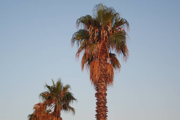 istock Coconut palm trees, beautiful tropical background. 1217440824