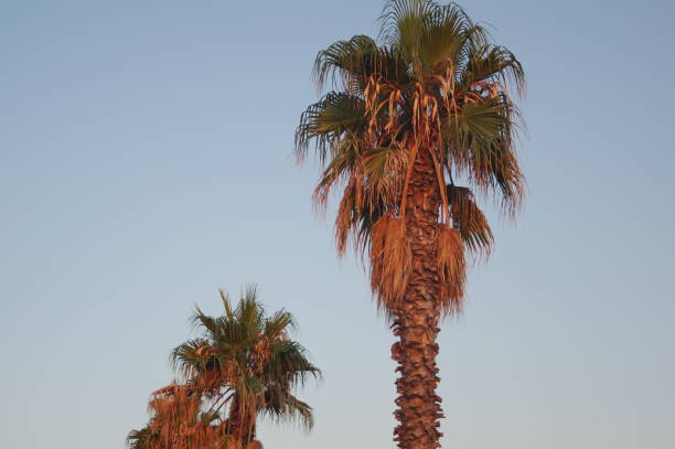 istock Coconut palm trees, beautiful tropical background. 1217441406