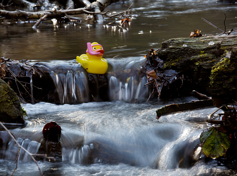Rubber duck in flowing water
