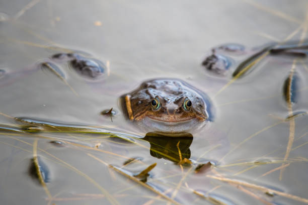 istock Common Frog Peering out of a Small Pond with Grass 1217441995
