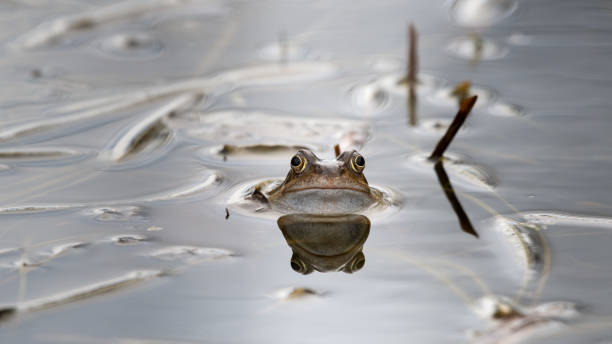 istock Common Frog Peering out of a Small Pond with Grass 1217442067