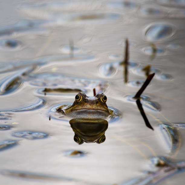 istock Common Frog Peering out of a Small Pond with Grass 1217442074