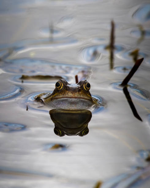 frogs reproduce in a small pond on Santa Cruz Island, California