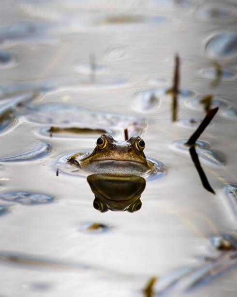 Common Frog Peering out of a Small Pond with Grass