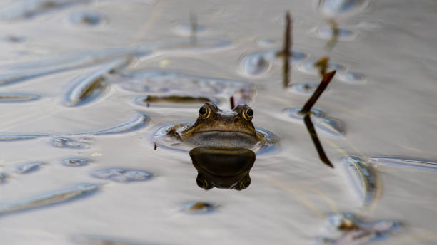 istock Common Frog Peering out of a Small Pond with Grass 1217442145