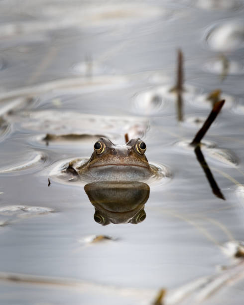 istock Common Frog Peering out of a Small Pond with Grass 1217442149