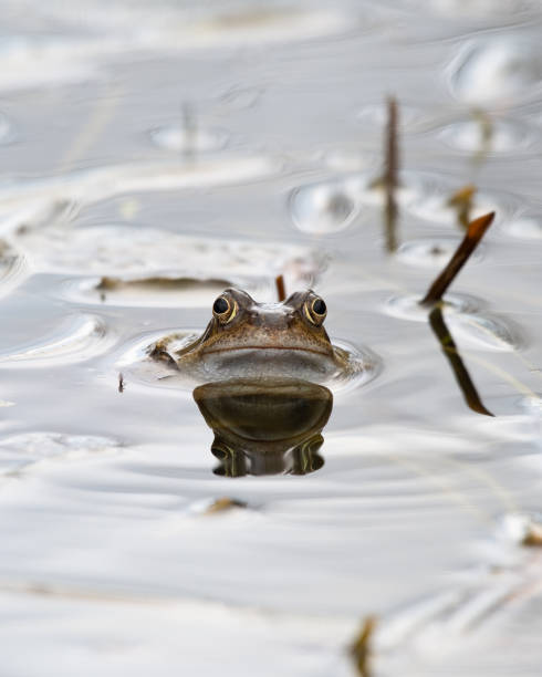 istock Common Frog Peering out of a Small Pond with Grass 1217442172