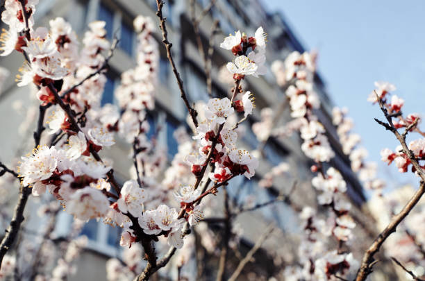 bloom, blooming, apricot, tree, pink, white, sakura, spring, nature, april, cherry, flower, blossom, fresh, garden, natural, season, flora hermosa flor de albaricoque blanco. floración de un árbol de albaricoque. fondo primaveral fresco sobre la naturaleza al aire libre. imagen de enfoque suave de flores en flor en primavera. para tarjetas de felicitación de pascua y primavera,banners