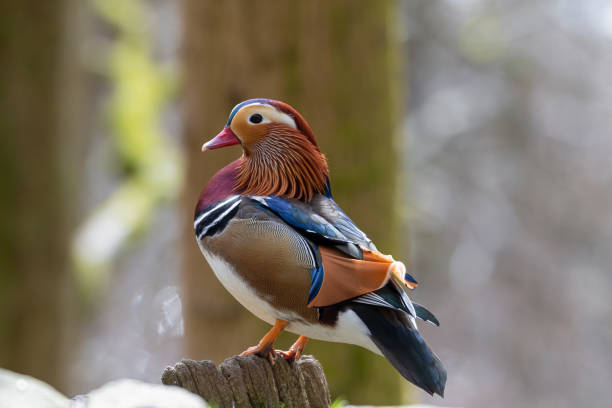 istock Male Mandarin Duck Perched in a Tree 1217442972