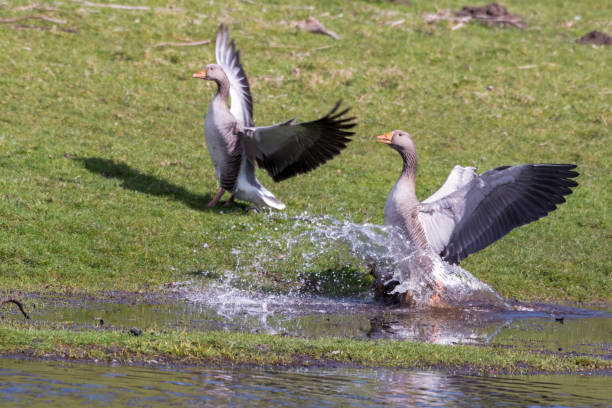 istock Greylag Goose Landing on Grass 1217443147