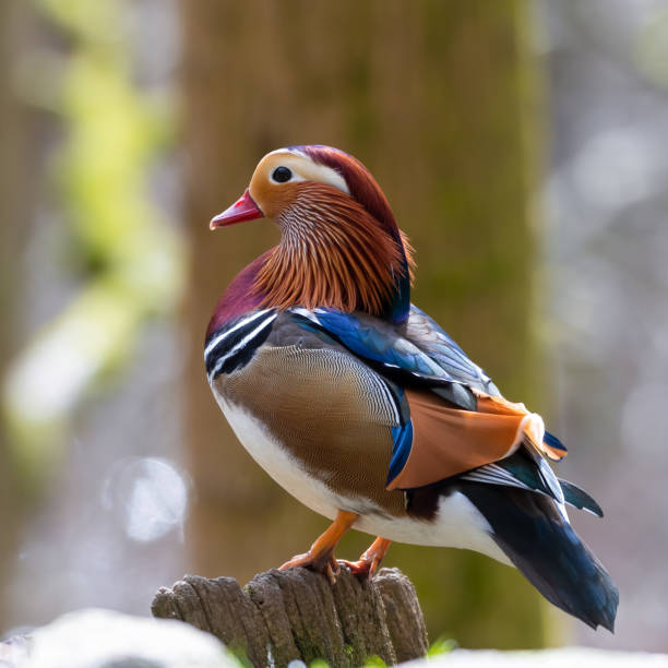 istock Male Mandarin Duck Perched in a Tree 1217443151
