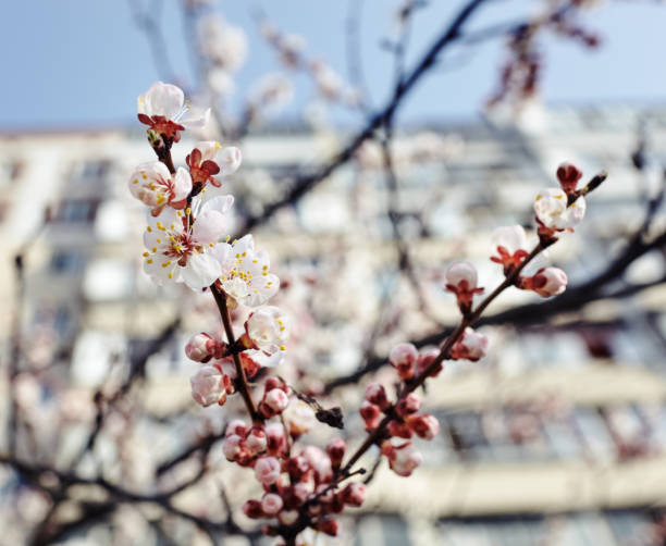 bloom, blooming, apricot, tree, pink, white, sakura, spring, nature, april, cherry, flower, blossom, fresh, garden, natural, season, flora hermosa flor de albaricoque blanco. floración de un árbol de albaricoque. fondo primaveral fresco sobre la naturaleza al aire libre. imagen de enfoque suave de flores en flor en primavera. para tarjetas de felicitación de pascua y primavera,banners