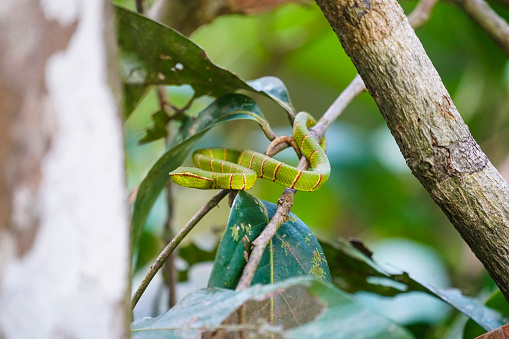 Wagler's Pit Viper, Tropidolaemus wagleri or Temple viper is waiting for catch on tree branch in Sabah province of Borneo, Malaysia.