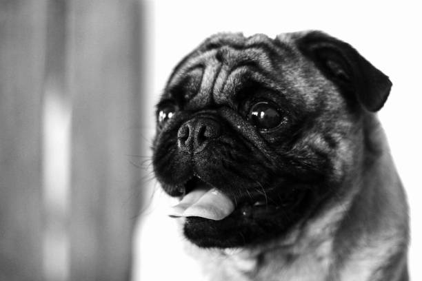 The baby pug