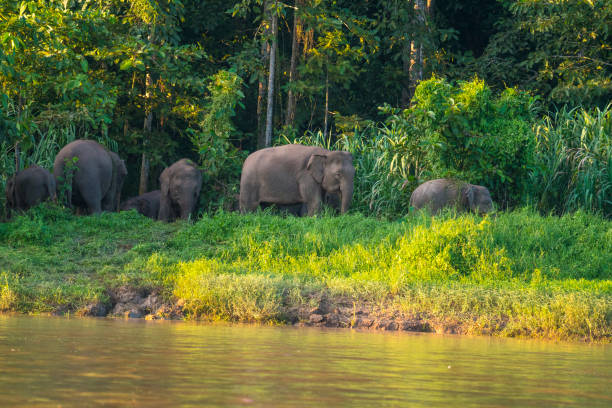 Pygmy elephants the Kinabatangan River, Sabah. Borneo, Malaysia. Family of adult and young pygmy elephants at banks of the Kinabatangan River, Sabah. Borneo, Malaysia. kinabatangan river stock pictures, royalty-free photos & images