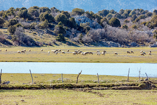 Beysehir Lake (Turkish: Beysehir Golu ) and flock of sheep. Lake National Park located at the southwest of Konya Province is the Turkey’s largest closed watershed.