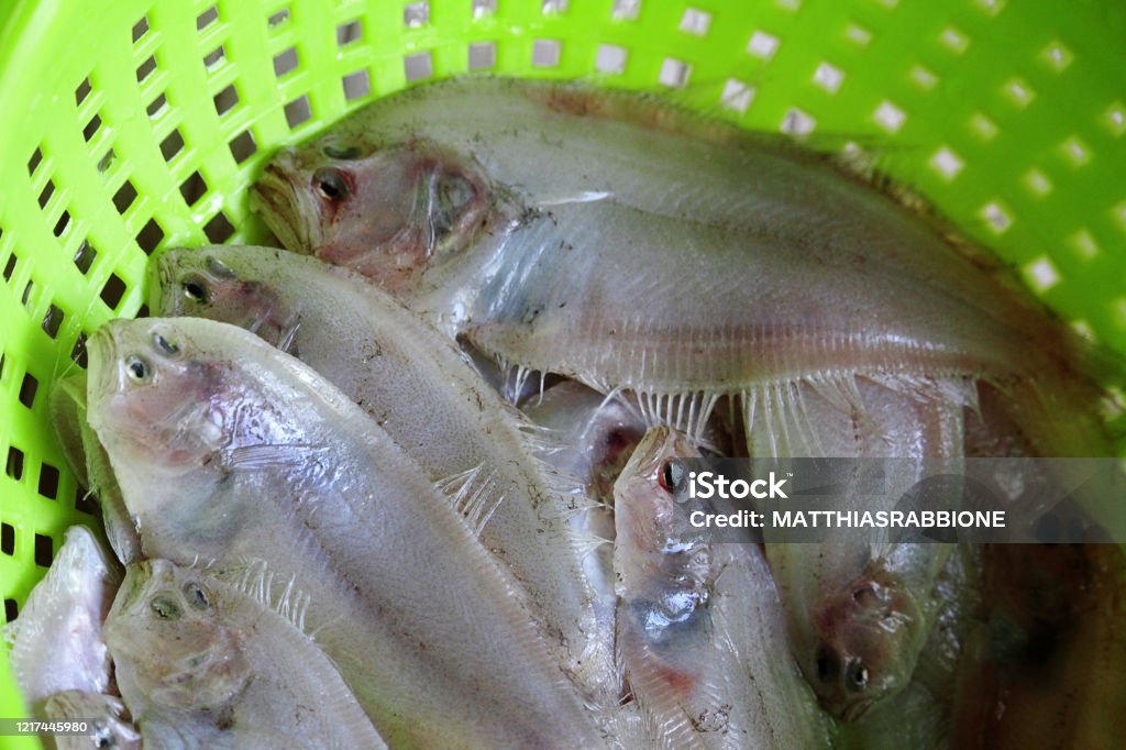 Arnoglossus laterna - Scaldfish - Zanchetta Specimens caught and ready to be cooked of Arnoglossus laterna Catch of Fish Stock Photo