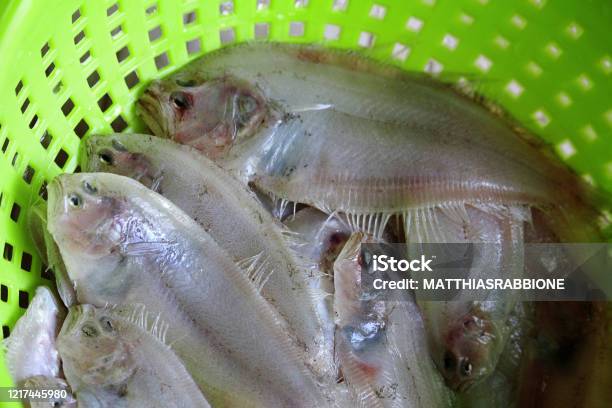 Arnoglossus Laterna Scaldfish Zanchetta Stock Photo - Download Image Now - Catch of Fish, Close-up, Colander