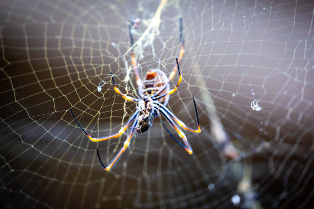 A Spider Sits on a Web A Spider Sits on a Web,Waiting for a Meal spinning web stock pictures, royalty-free photos & images