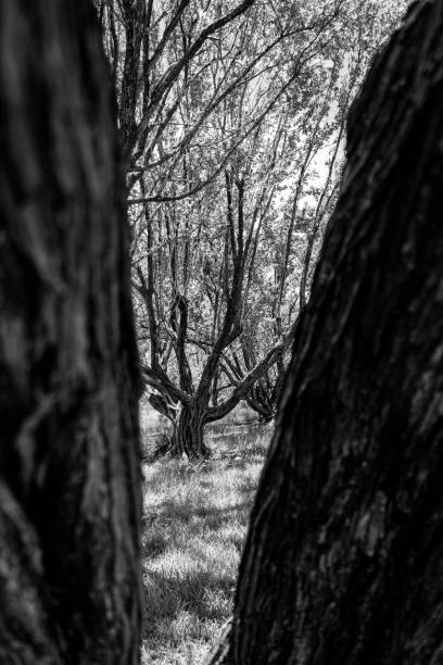istock Trees framed by two trunks, vertical, black and white - Hollywood, Florida, USA 1217446239