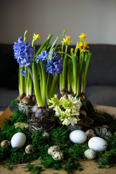 impostazione primaverile - hyacinth flower vase daffodil foto e immagini stock