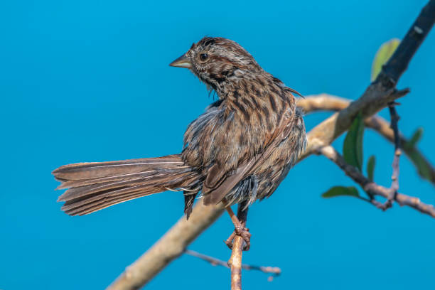istock Happiest House Finch 1217446437