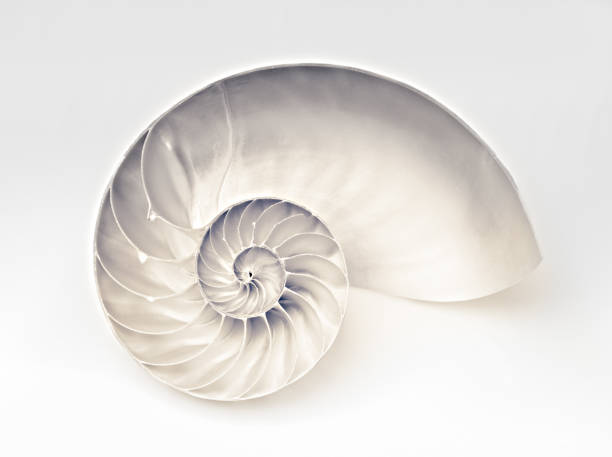 collezione shells - life stages no1 - the childhood - sea life centre foto e immagini stock