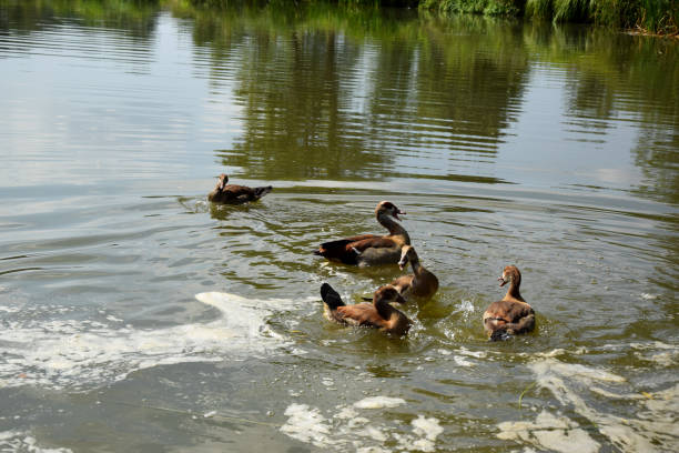 istock Feeding a duck and ducklings on a pond in Europe 1217448966