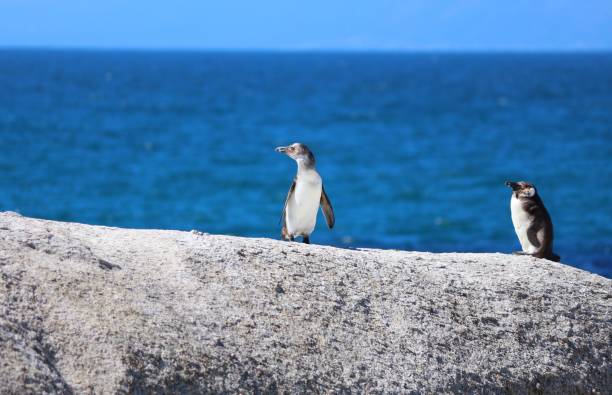 istock Two Penguins on a rock at Boulders Beach 1217449275