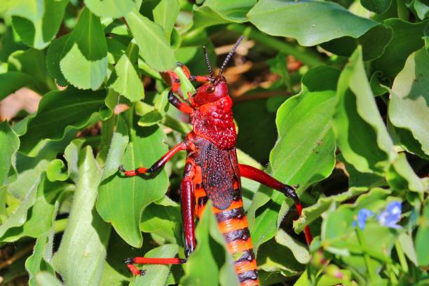 Portrait of a red Koppie Foam Grasshopper Beautiful Portrait of a red Koppie Foam Grasshopper sitting in a bush. Photo taken near Boulders Beach near Cape Town in South Africa. poisonous grasshopper pictures stock pictures, royalty-free photos & images