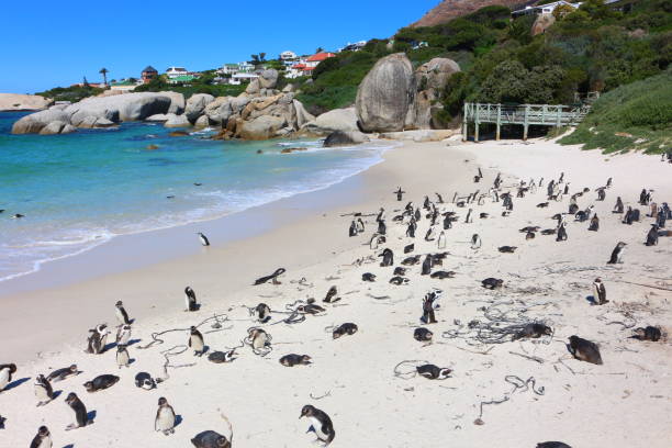 istock Penguin Colony at Boulders Beach 1217449281