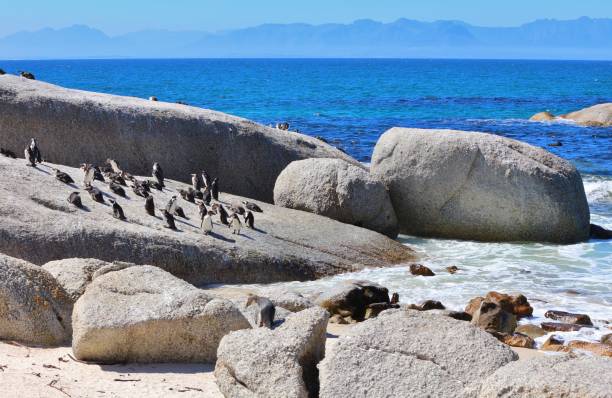 istock Penguin Colony at Boulders Beach 1217449298
