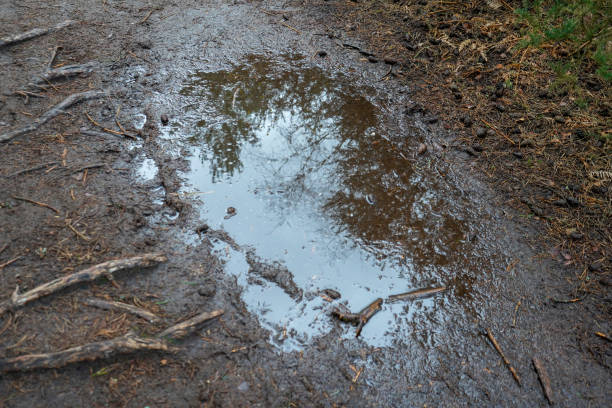 istock Water logged muddy puddle in woodland 1217449314
