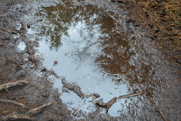 istock Water logged muddy puddle in woodland 1217449370