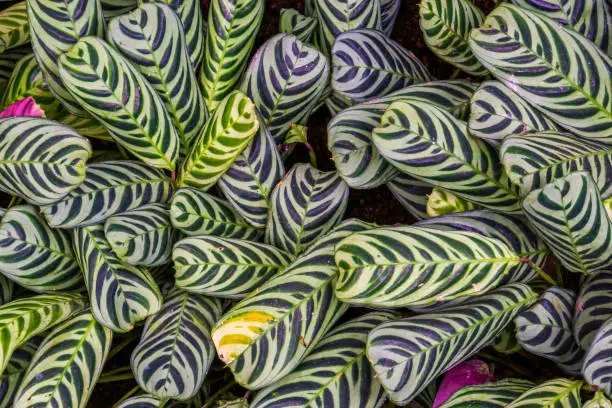 Photo of closeup of the leaves of a prayer plant, tropical ornamental plant specie form America