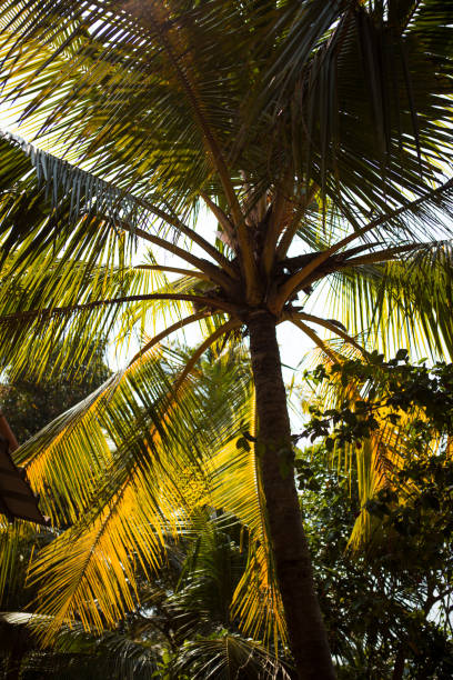 istock Palm yellow-green leaves in the sunlight. 1217449612