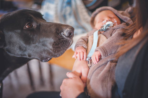 New Born Baby and Great Dane