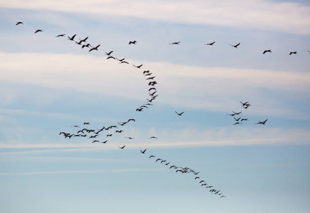 istock Flock of cranes in flight 1217451843