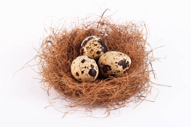 istock Stylish frame background with quail Easter eggs with copy space for text. isolated on a white background. Easter concept. 1217452359