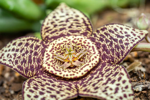 Aeonium in macro